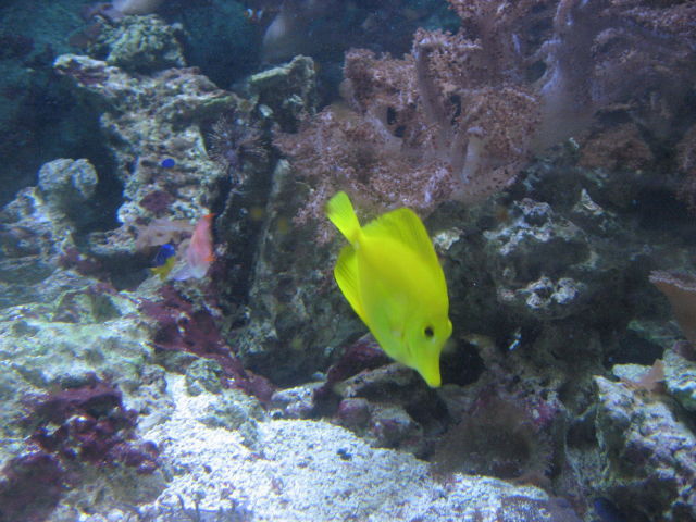 092099_Gelber Segelflossendoktor.jpg